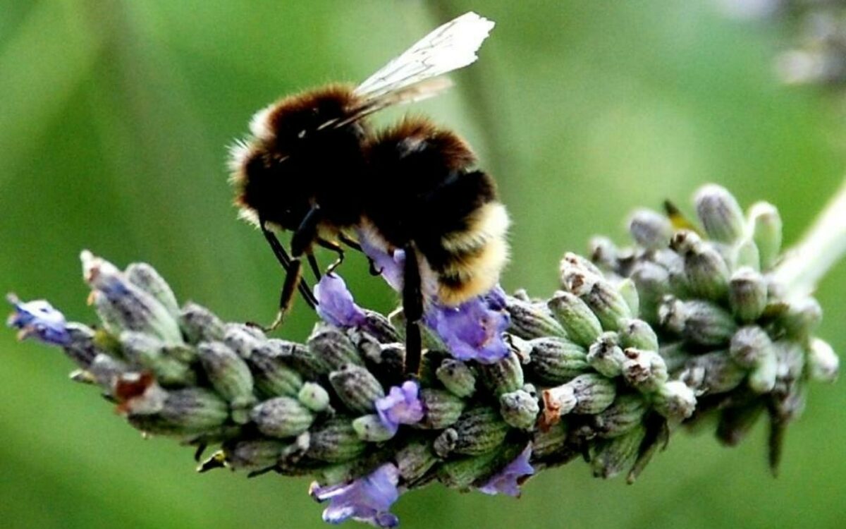 1612780943bienen 1 large foto fh 1612780943bienen 1 large foto fh